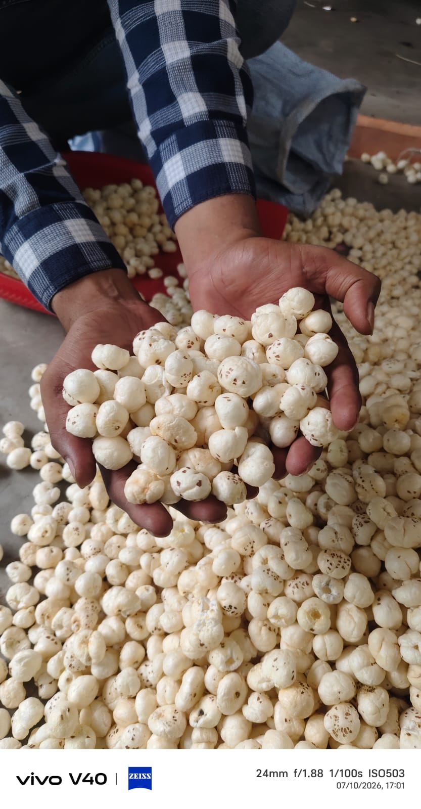 Authentic Makhana Processing