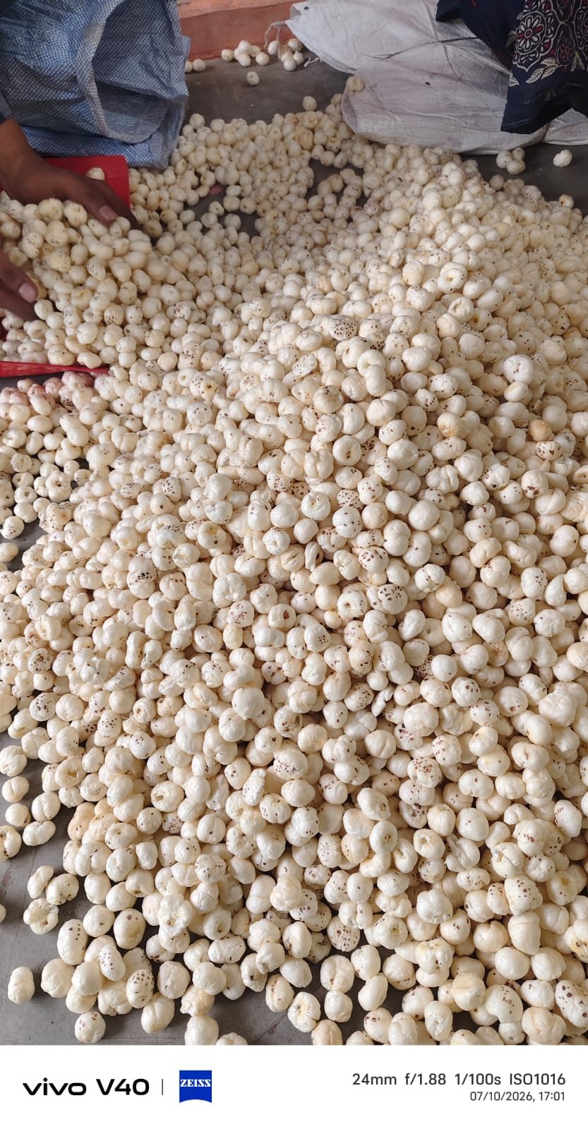 Makhana Quality Inspection